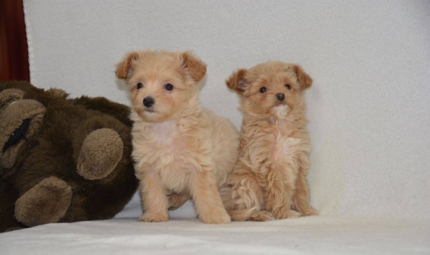 Maltipoo (T.Uszkárxmáltai Selyem)Kiskutyák