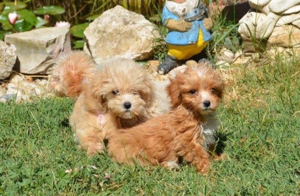 Maltipoo (T. Uszkár X Máltai selyem