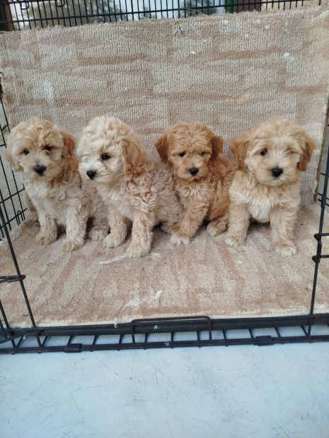 Maltipoo /máltai + uszkár / fajtajellegű kiskutyák , kölyökkutyák