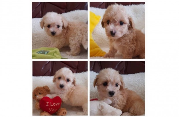 Maltipoo (toy uszkár apától) törzskönyvezett vérvonalú szülők