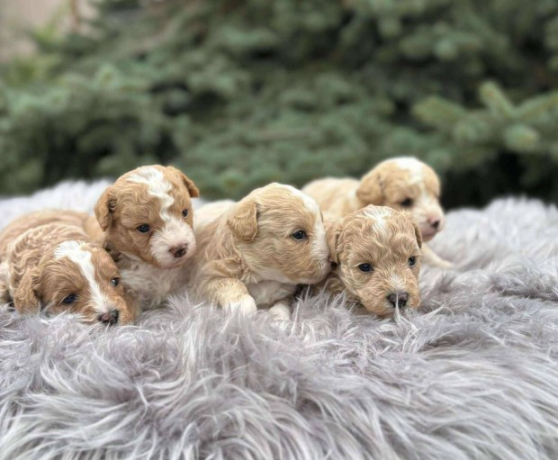 Maltipoo babák! Fajta jellegűek
