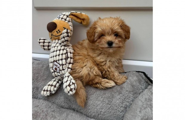 Maltipoo csods pici mret kisfi baba Toy Uszkr