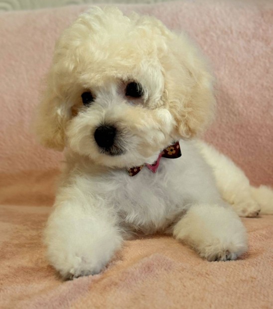 Maltipoo elad