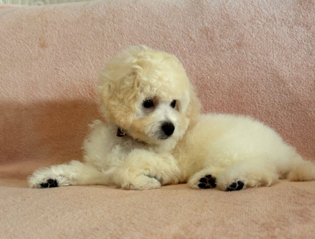 Maltipoo elad!