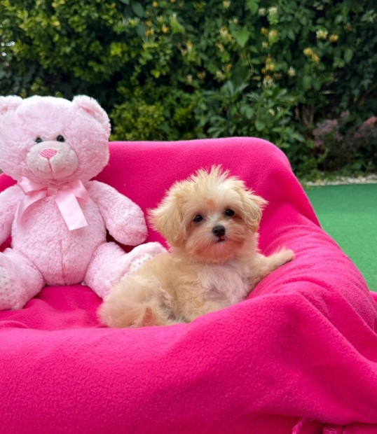Maltipoo elad mini mretben!
