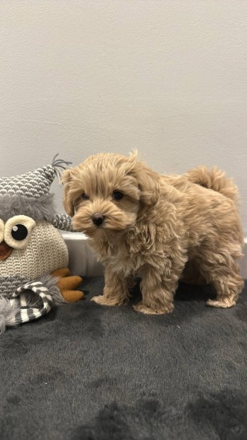 Maltipoo fajta jelleg 9 hetes fik