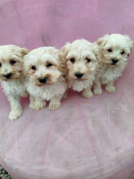 Maltipoo fajtajelleg kiskutyk , klykkutyk eladk !