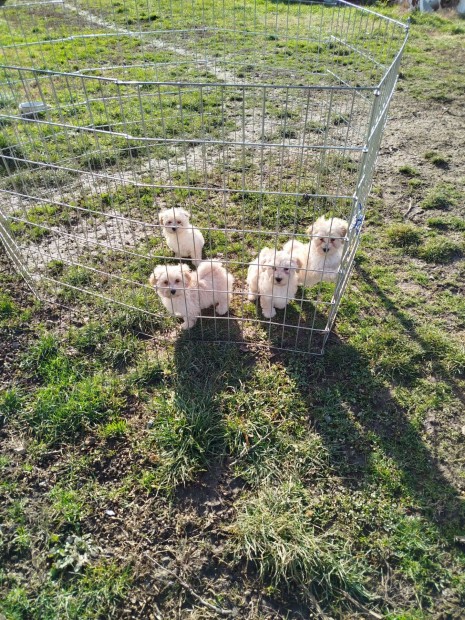 Maltipoo fajtajelleg kiskutyk , klykkutyk eladk !