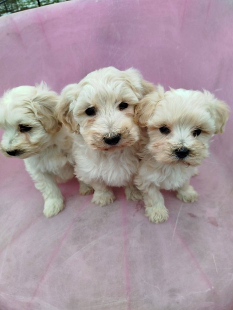 Maltipoo fajtajelleg kiskutyk, klykkutyk eladk !