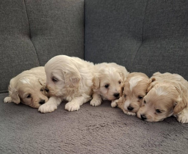 Maltipoo fajtatiszta jellegű kiskutyák foglalhatóak