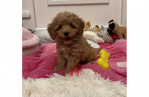 Maltipoo gyönyörű kisfiú Toy uszkár apától