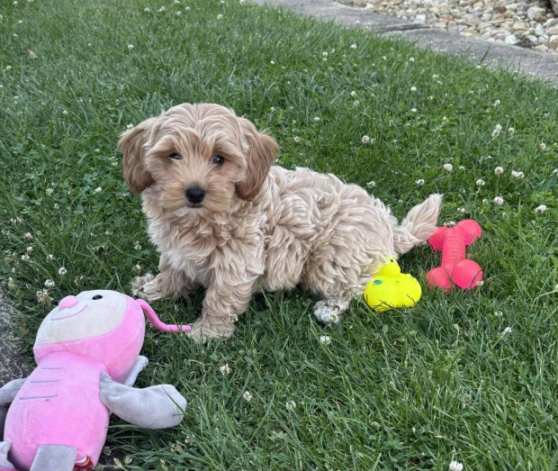Maltipoo kisfiú gazdiját várja Toy uszkár apától