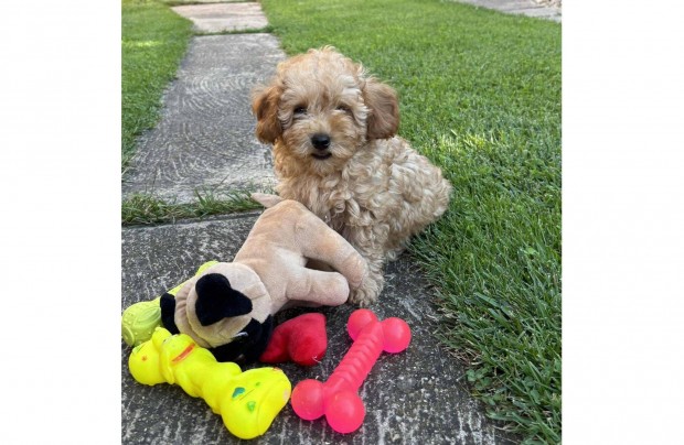 Maltipoo kisfiú gazdiját várja Toy uszkár apától