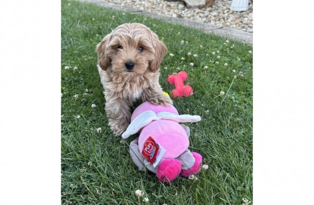 Maltipoo kisfiú gazdiját várja Toy uszkár apától