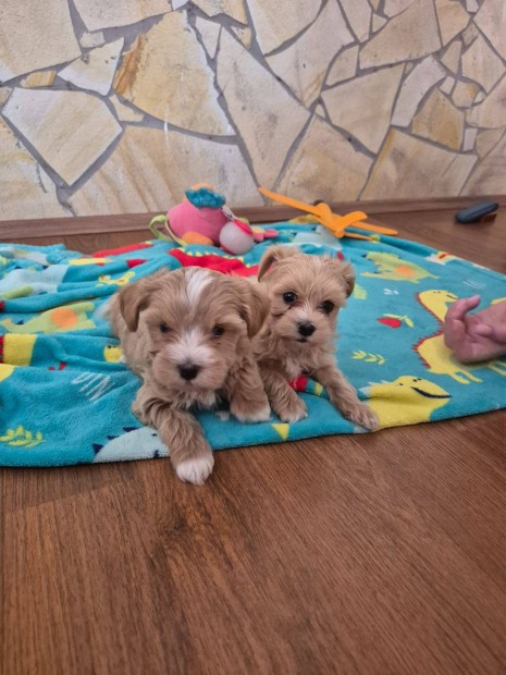 Maltipoo kiskutxák ingyenes szállítással