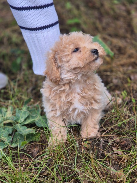 Maltipoo kiskutxák ingyenes szállítással