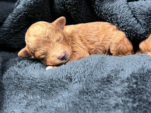 Maltipoo kiskutyk