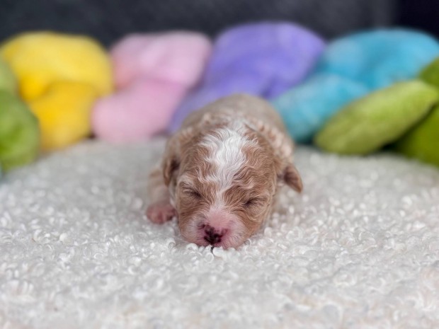 Maltipoo kiskutyák