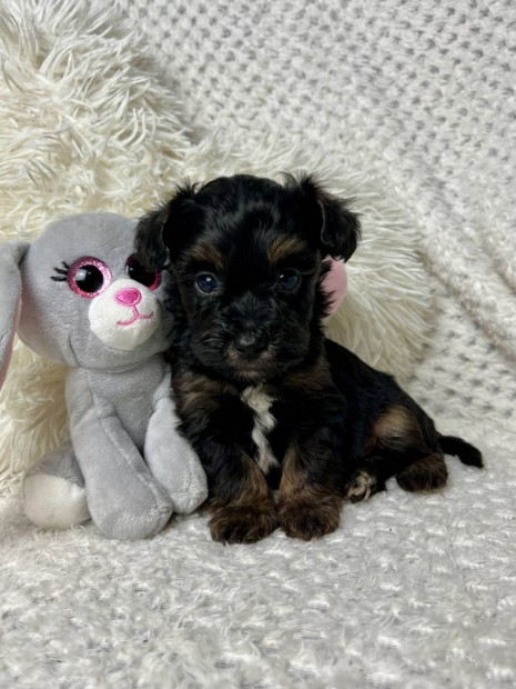 Maltipoo kiskutyk