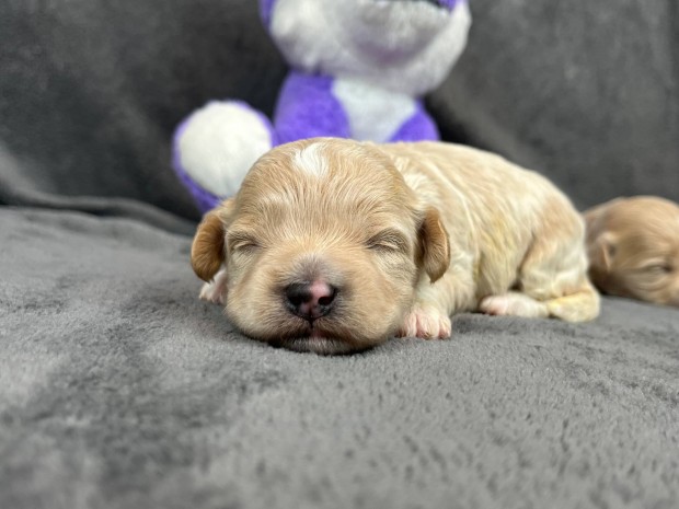 Maltipoo kiskutyk