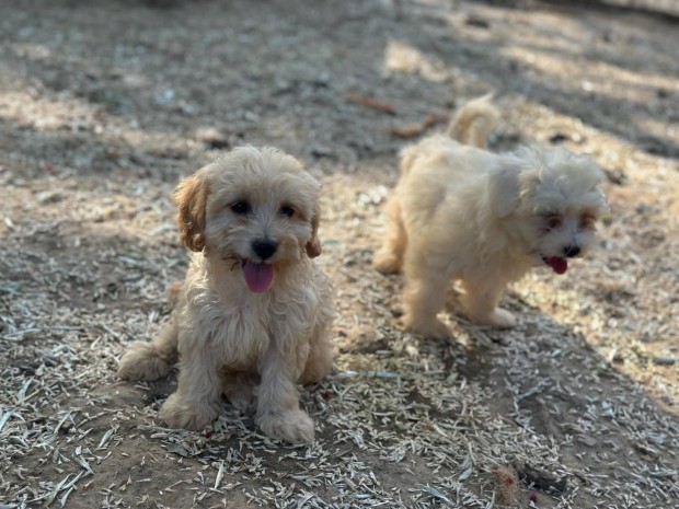 Maltipoo kiskutyák gazdát keresnek