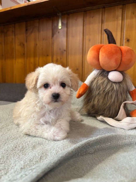 Maltipoo kisl�ny !