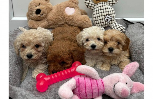 Maltipoo kislny babck kiskutyk gazdijaikat vrjk Toy uszkr