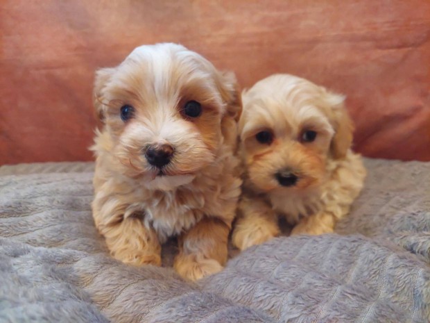 Maltipoo kislnyok