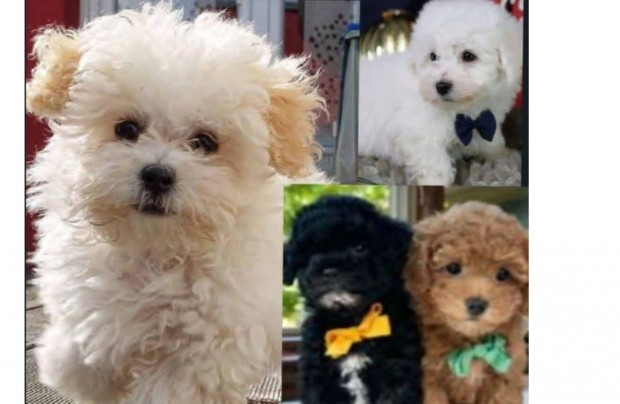 Maltipoo kölykök ritka színekben is kaphatók