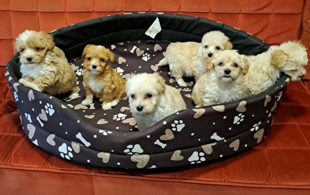 Maltipoo klyk