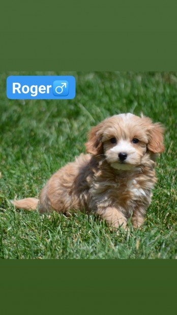Maltipoo kutyusok (Uszkár apa+ Máltai anya)
