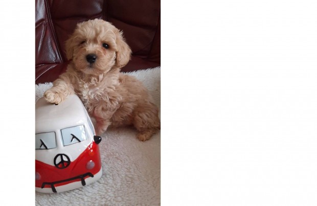 Maltipoo legényke toy szülőktől utazna az igazihoz