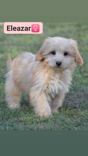 Maltipoo szuka kutyusok