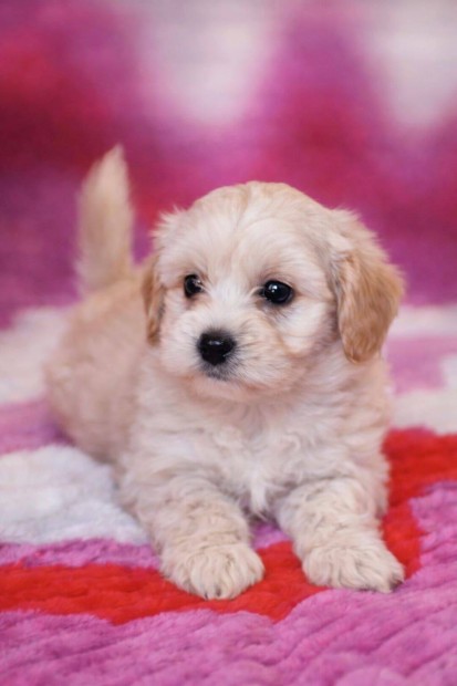 Maltipoo toy uszk�r - m�ltai selyem