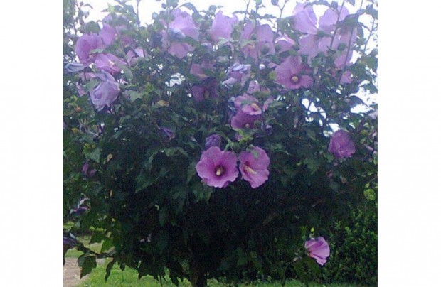 Mlyvacserje tvek (Hibiscus syriacus) (100-120 cm)