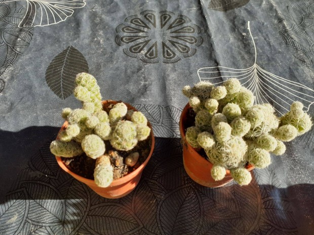 Mammillaria gracilis kaktusz szemölcskaktusz sok-sok fiókával