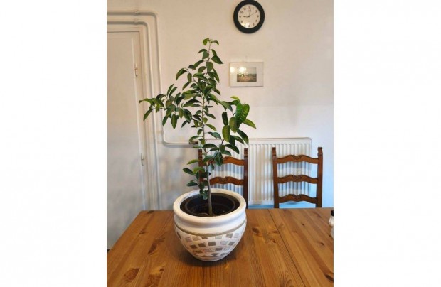 Mandarin n�v�ny 120 cm-es p�ld�ny