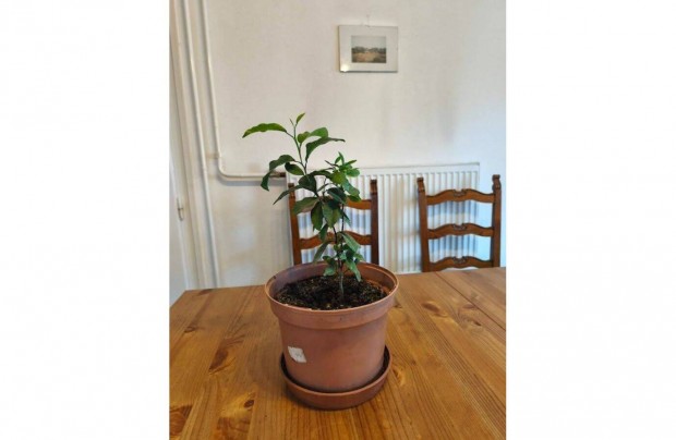 Mandarin n�v�ny 43 cm-es p�ld�ny