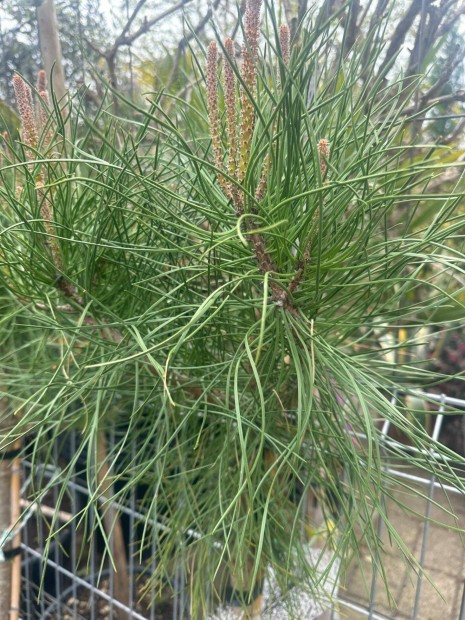 Mandulafeny (Pinus Pinea)