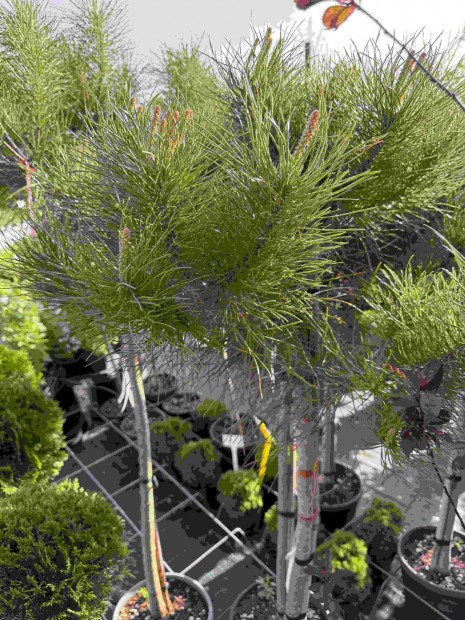 Mandulafenyő (Pinus Pinea) eladó