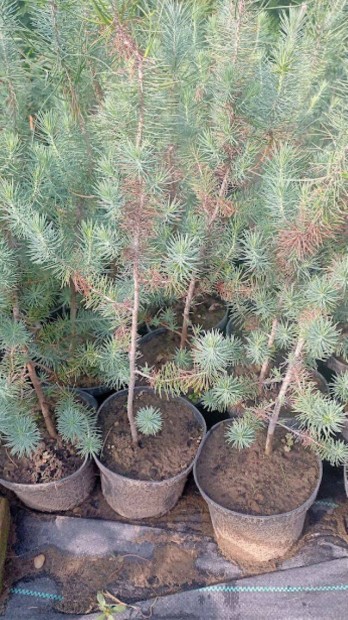 Mandulafeny(pinus pinea) elad!