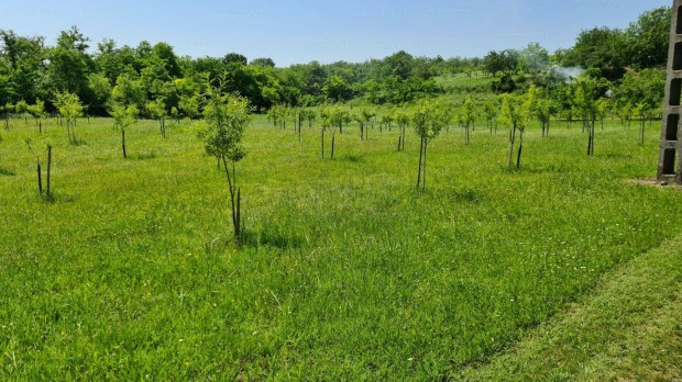 Mandulaltetvny a Balaton szomszdsgban