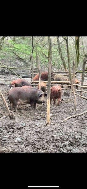 Mangalica 1100ft/kg