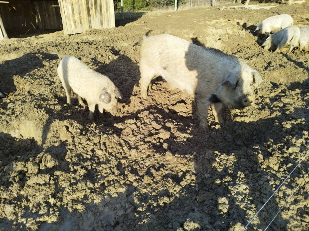 Mangalica-Duroc kan
