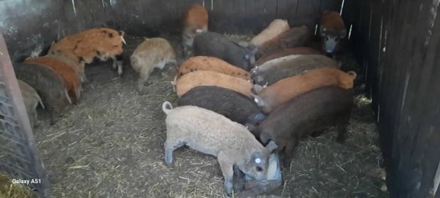 Mangalica Duroc malacok