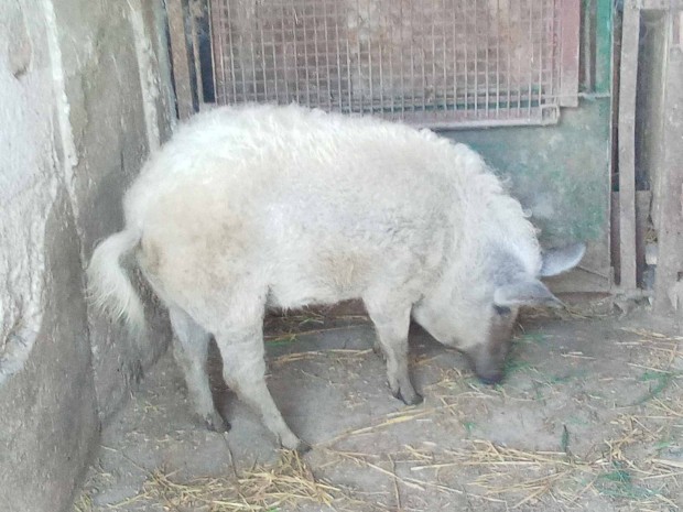 Mangalica Emese sld 80 kg