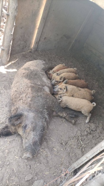 Mangalica s Mangalica Duroc Malacok