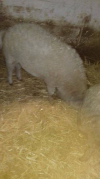 Mangalica Hz