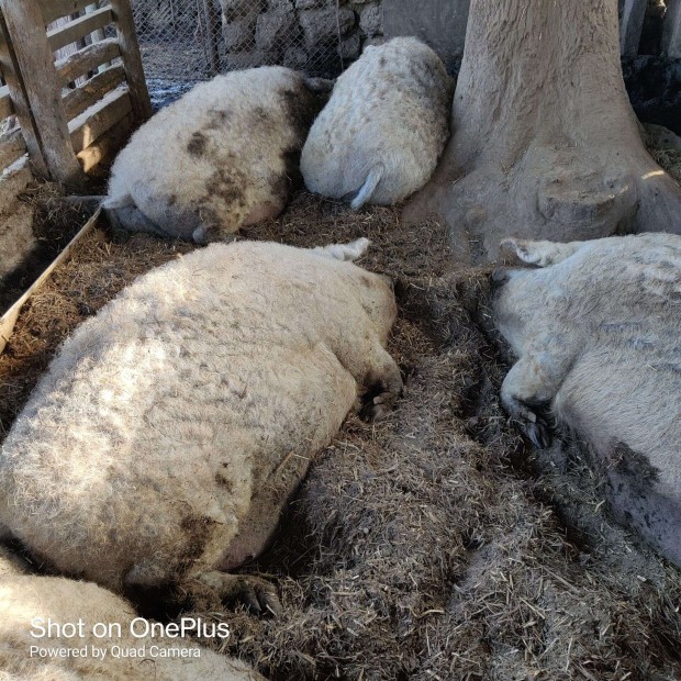 Mangalica Hz elad