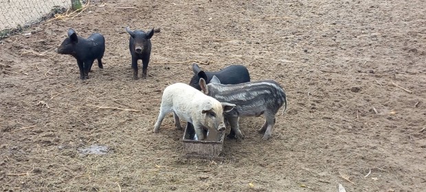 Mangalica Malac